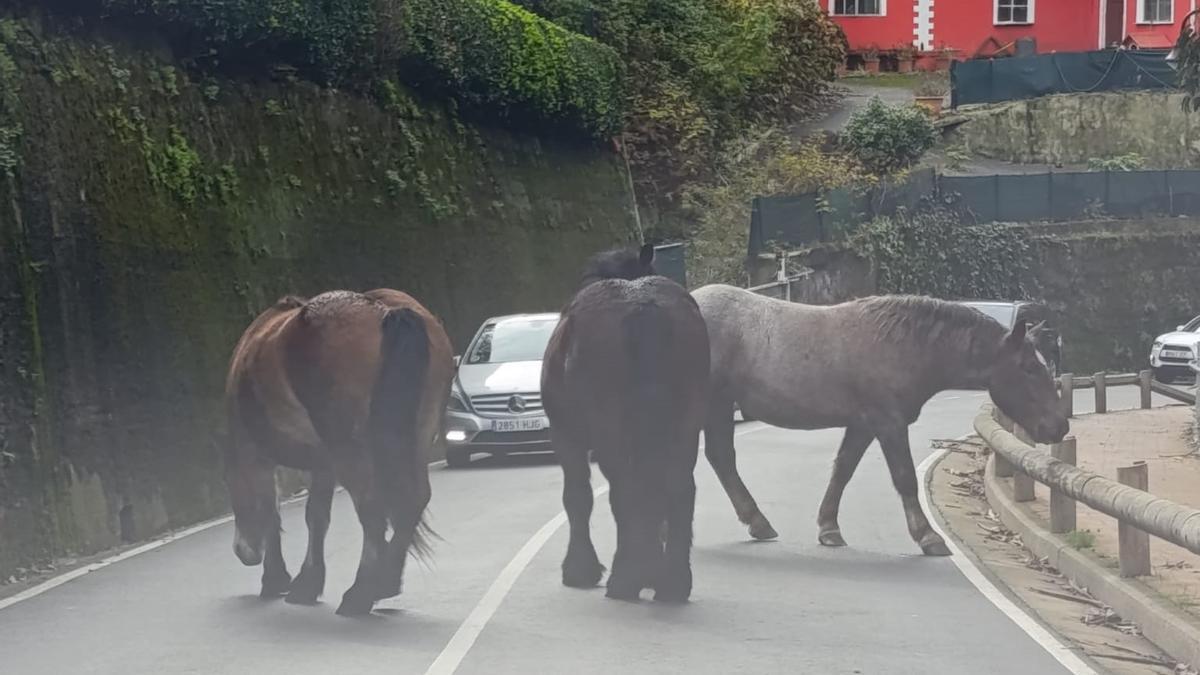 Los animales, esta mañana en la carretera de Coto Carcedo a Salinas, en Castrillón.