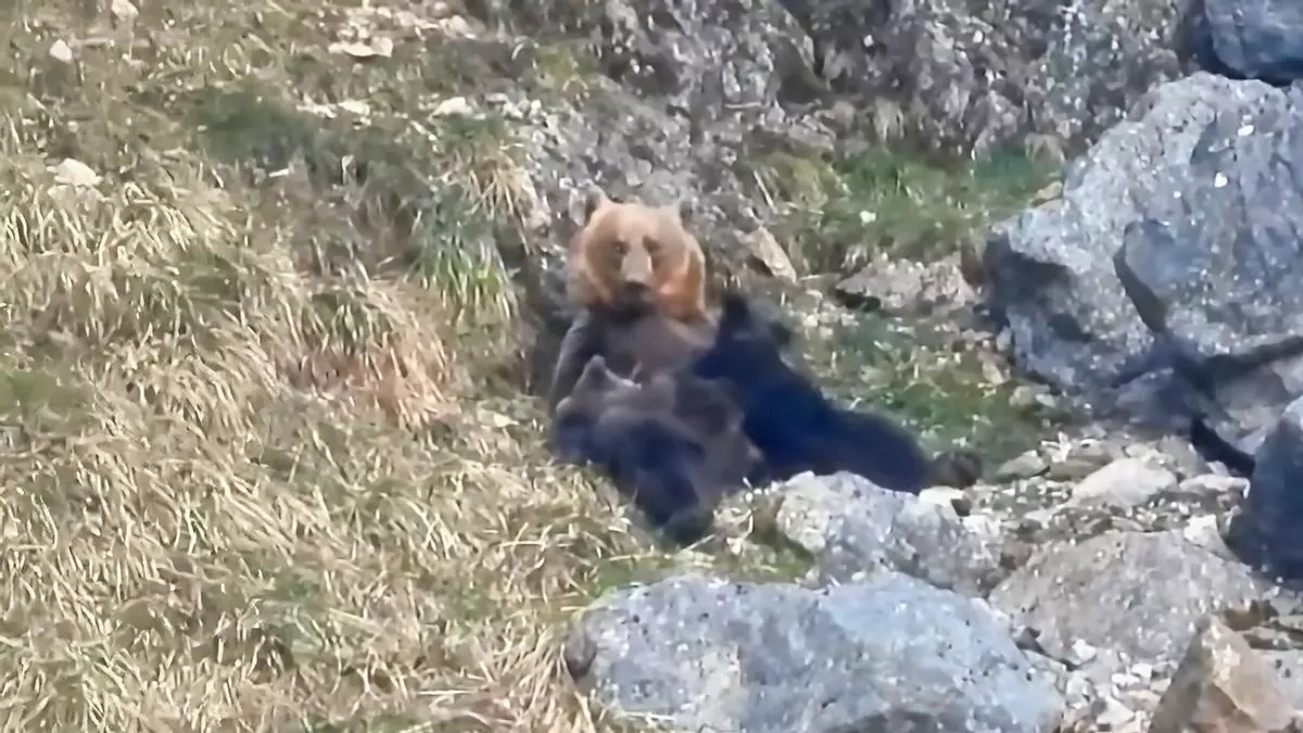 Las enternecedoras imágenes de una mamá osa amamantando a sus dos crías en el Parque Natural de Somiedo