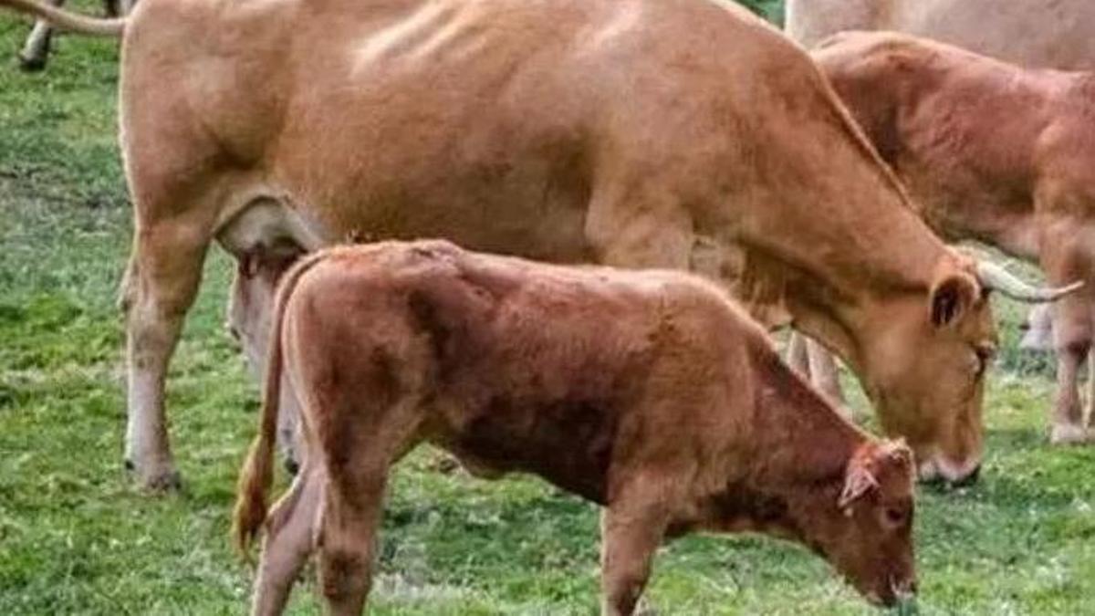 Ejemplares de Rubia Gallega