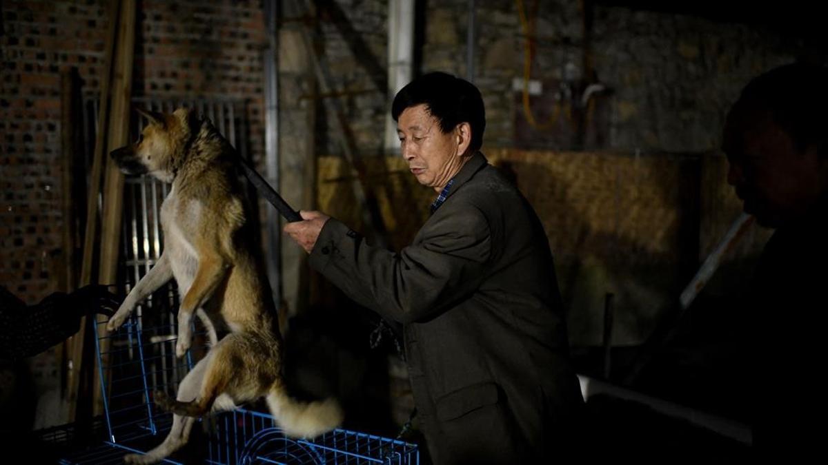 This photo taken on November 29  2020 shows a newly-rescued dog being moved to another cage at a home for rescued animals  in Chongqing  southwestern China  - Twenty years ago  Wen Junhong saved an abandoned dog from the streets of Chongqing in southwestern China  She now shares her home with more than 1 300 of them  and they keep on coming  (Photo by NOEL CELIS   AFP)   TO GO WITH AFP STORY CHINA-ANIMAL-RESCUE FOCUS BY HELEN ROXBURGH AND QIAN YE