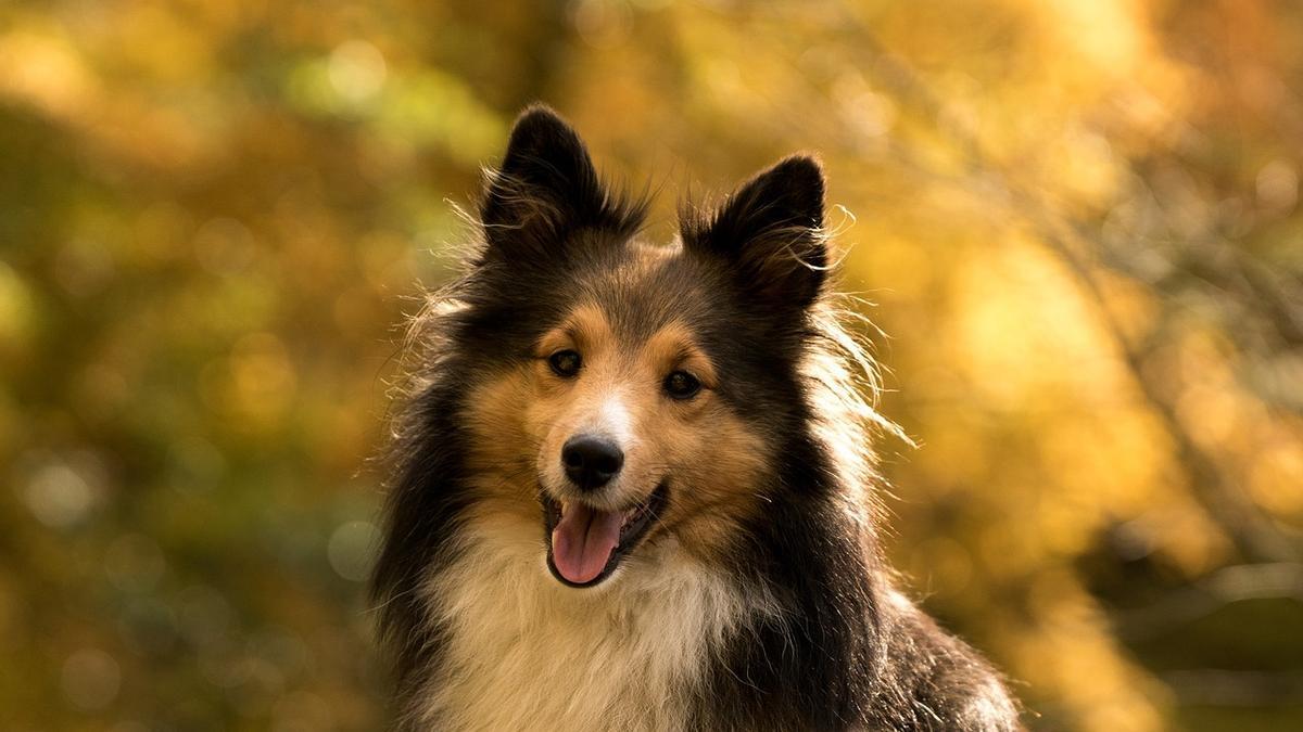 Sheltie.