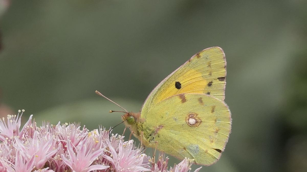 Mariposas de Timanfaya