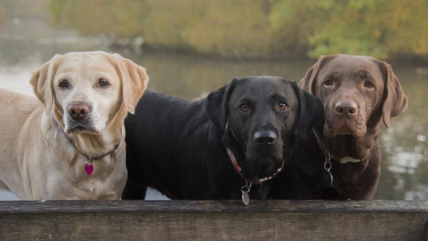 Tres ejemplares de perros labradores.