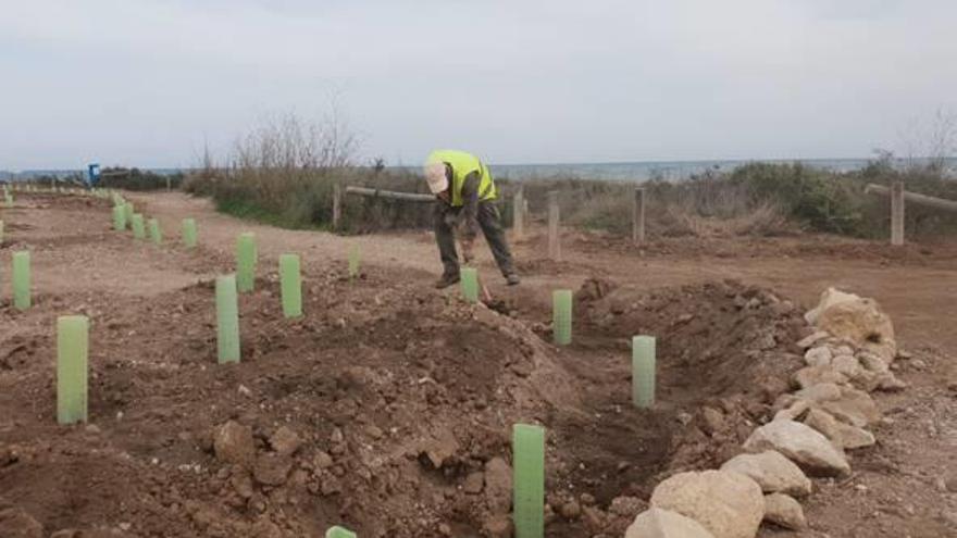 Los trabajadores municipales colocan vegetación en el Cabo.