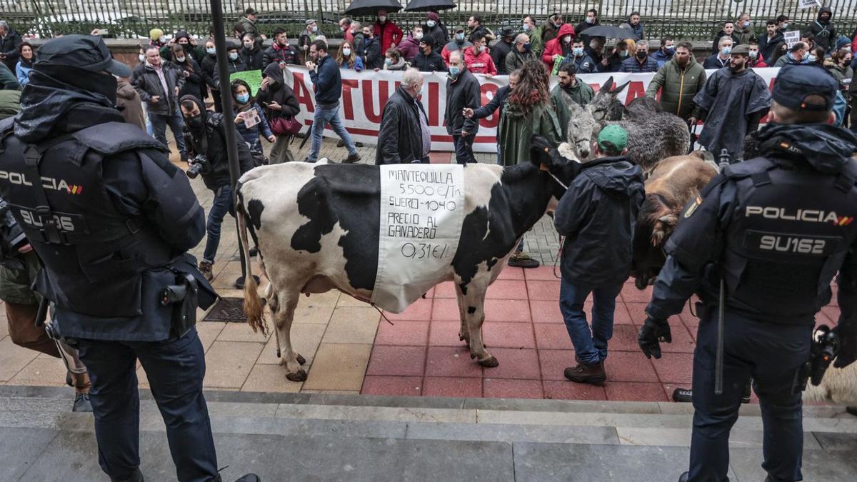 Las manifestaciones de los ganaderos en Oviedo ante la sede de Presidencia del Principado, en diciembre del año pasado | IRMA COLLÍN