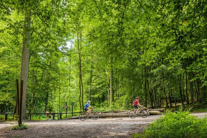 Bosque de Soignes, Bruselas