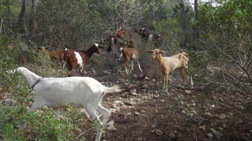 Unas 60 cabras se encargarán de limpiar durante dos meses 2,1 hectáreas de terreno.