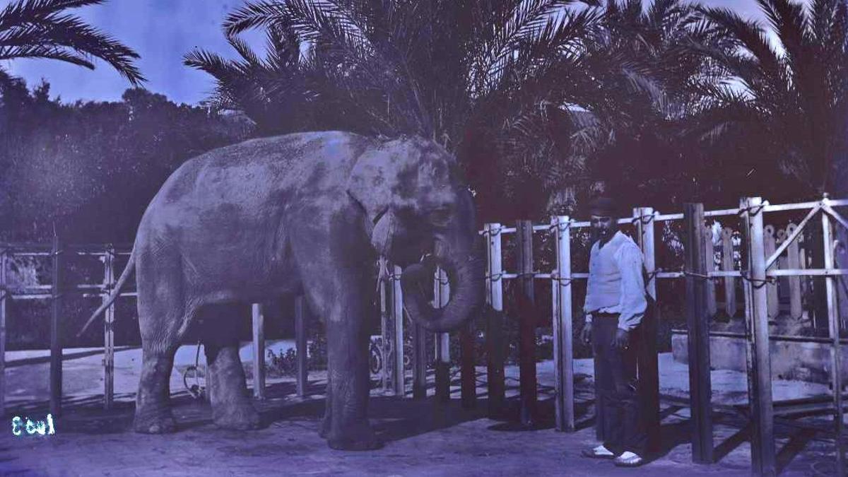 Elefante del jardín de la Granja Vella de Martí-Codolar