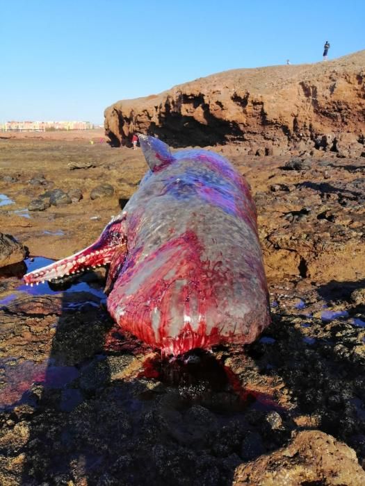 Aparece un cachalote muerto en Arinaga