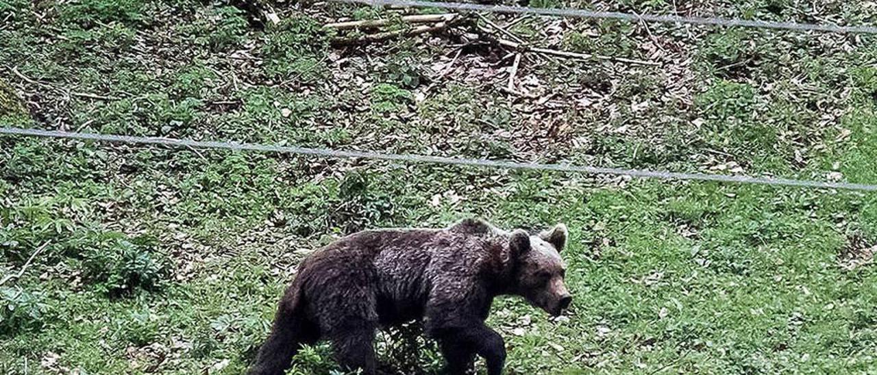 Un oso avistado en el puerto de San Isidro.