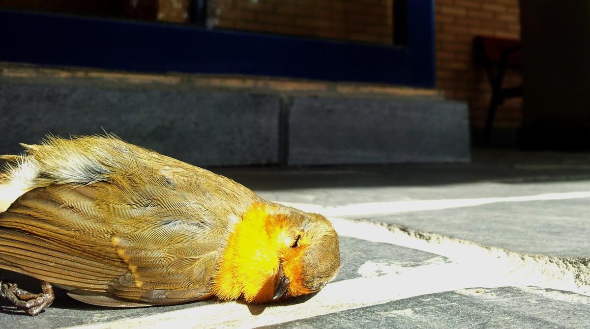 Petirrojo europeo muerto por colisión con una cristalera.