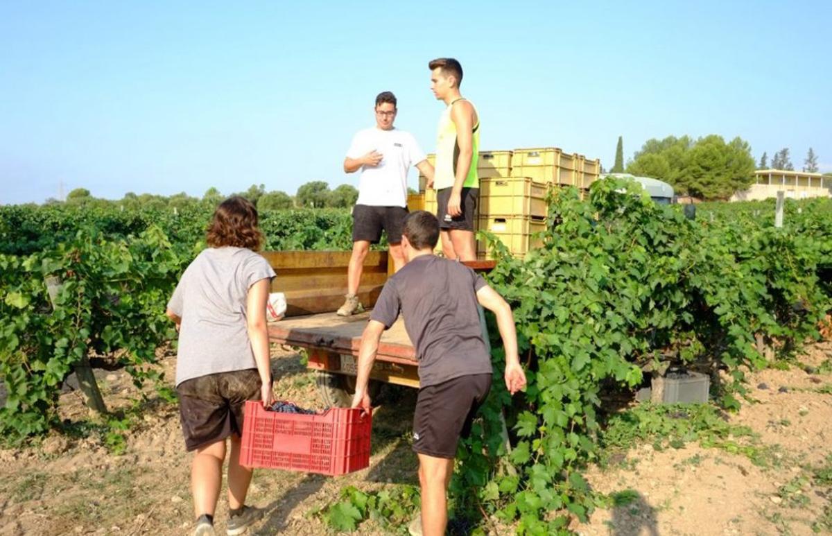 Entre las medidas autonómicas, Castilla La Mancha cuenta con una línea específica para jóvenes agricultores