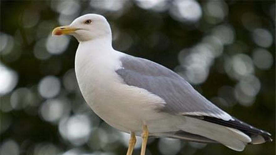 Una gaviota sobre la estatua de Curros Enríquez, ayer.