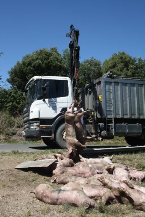 Un camió de porcs s''estavella a l''Espunyola