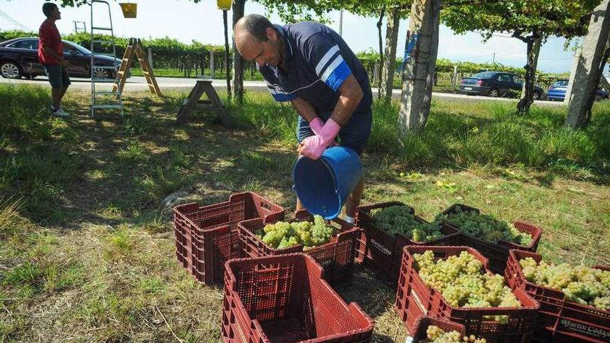 Labores de recogida de la uva en un viñedo de O Salnés. // Iñaki Abella