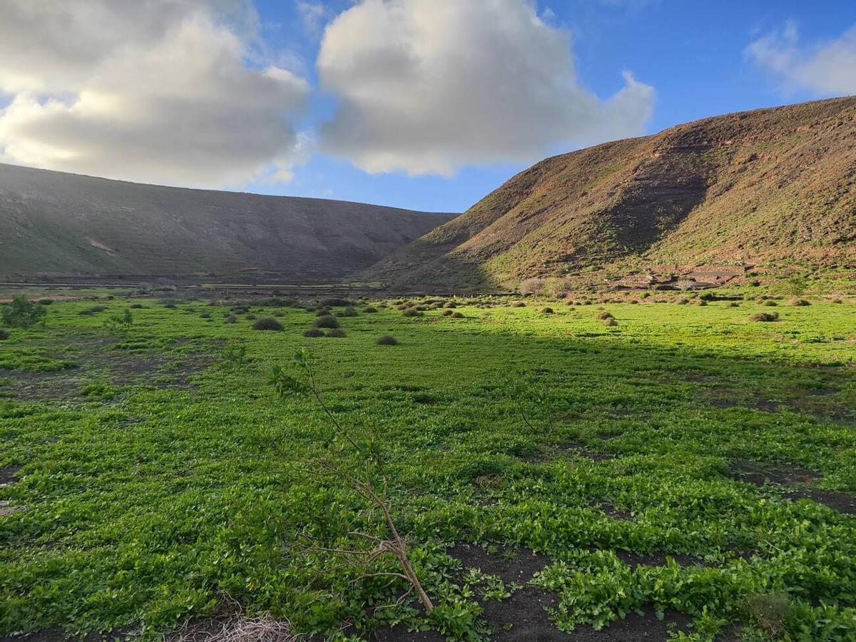 Los campos del norte de Lanzarote se tiñen de verde por las lluvias del invierno