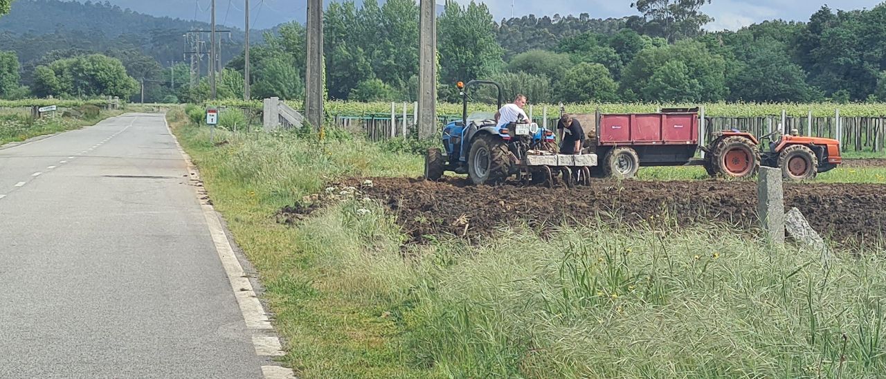 Los arousanos se emplean a fondo en sus tierra de cultivo.