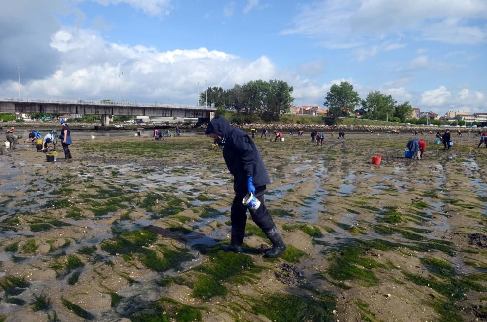 El marisqueo recupera el pulso