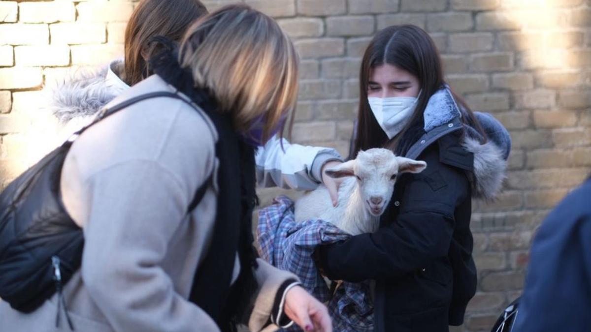 Vilatenim Festa de Sant Antoni amb benedicció