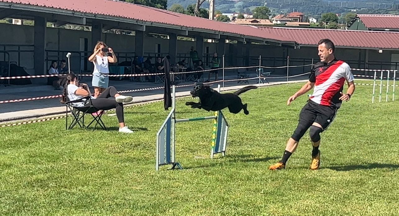 La prueba de la Liga Norte de Agility celebrada en Llanera, en imágenes