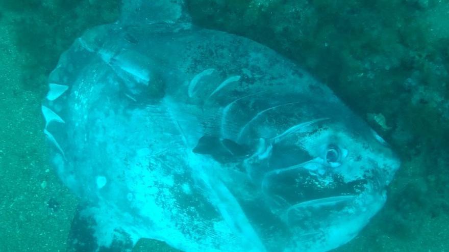 Hallan un pez luna muerto con cortes de hélices en aguas del Cap Prim de Xàbia