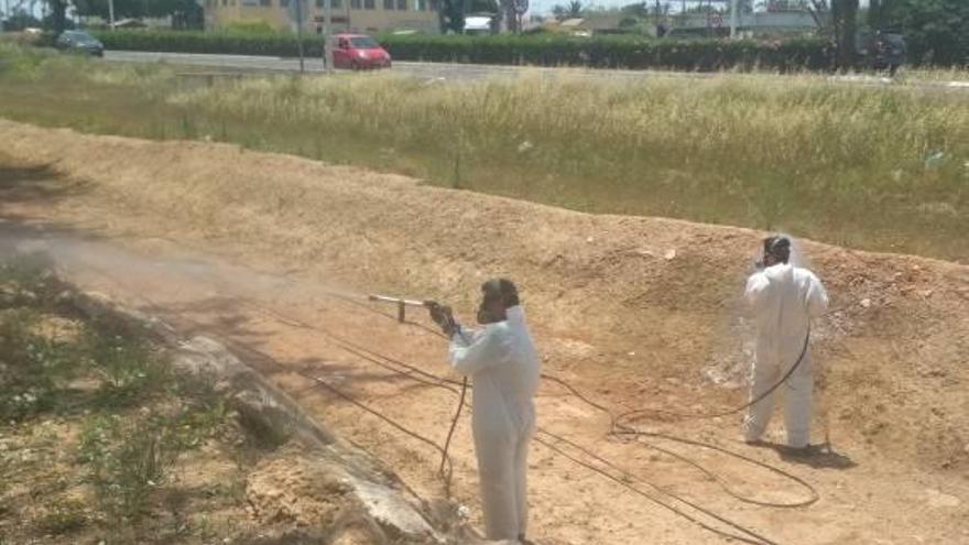 Torrevieja actúa para evitar plagas de mosquitos antes del verano