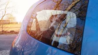 Emergencia canina: ¿Es legal romper la ventanilla de un coche para salvar a un perro del golpe de calor?