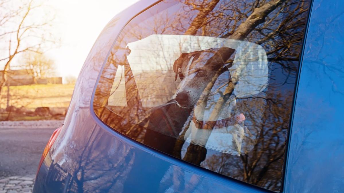 La decisión crucial: ¿deberías romper la ventanilla para salvar a un perro atrapado en un coche caliente?