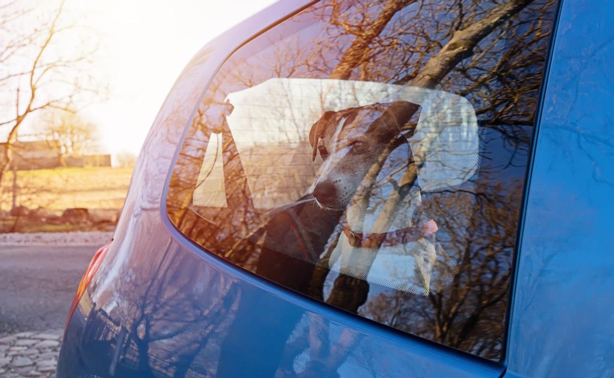 La decisión crucial: ¿deberías romper la ventanilla para salvar a un perro atrapado en un coche caliente?