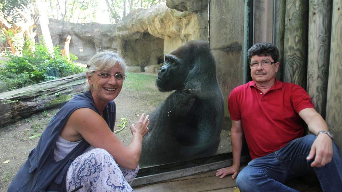 Científicos del zoo, junto a un gorila