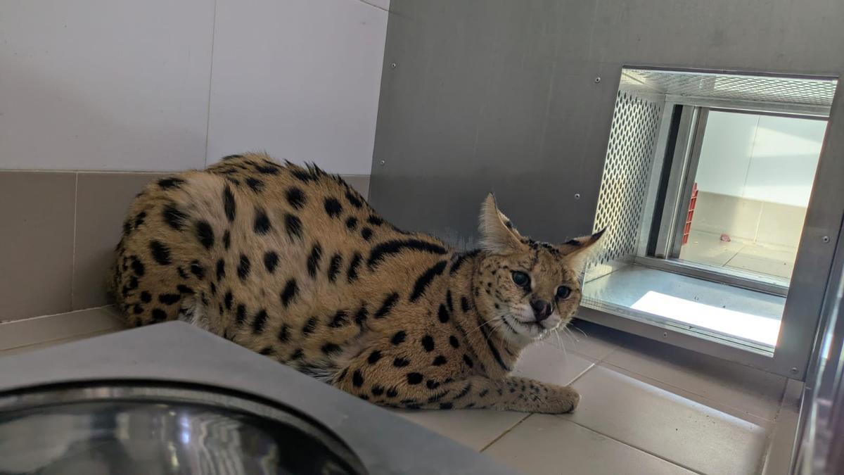 El animal guarda cuarentena en el centro de rescate AAP Primadomus.
