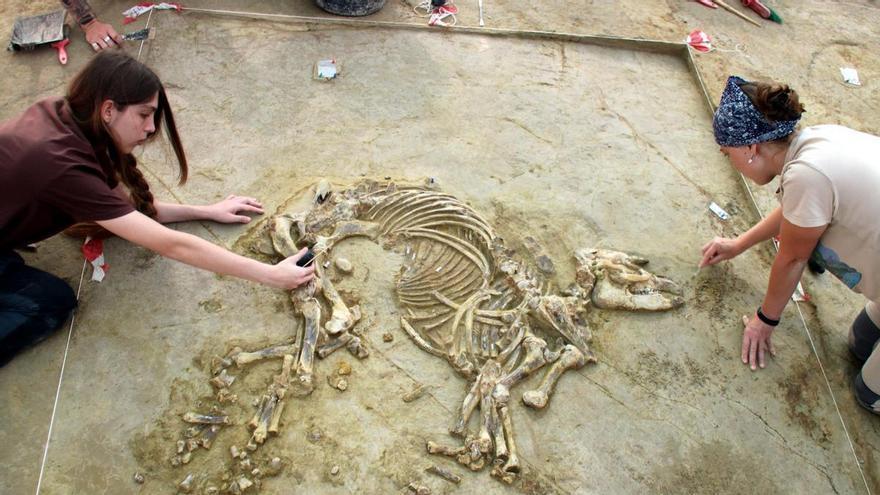 Troben l'esquelet de cria de tapir del Pliocè més complet d'Europa al jaciment del Camp dels Ninots de Caldes