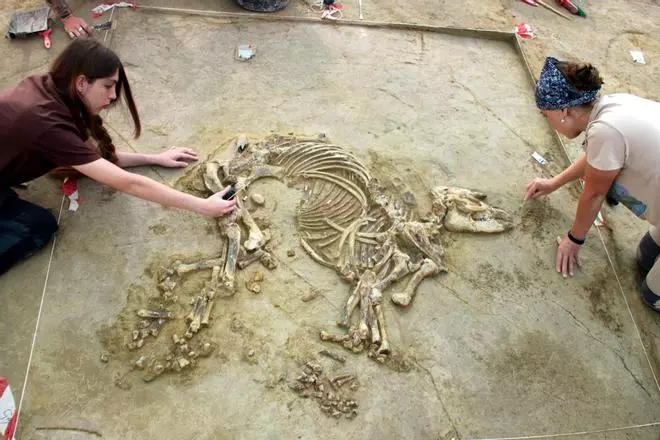 Les imatges de l'esquelet de cria de tapir al jaciment del Camp dels Ninots de Caldes