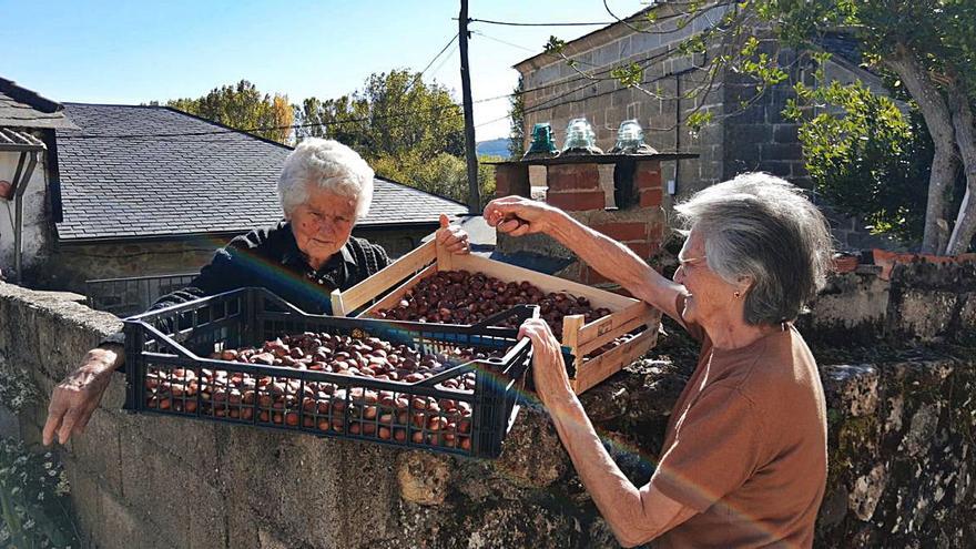 Dos vecinas de San Martín del Terroso con las castañas recién recogidas. | A. S. 