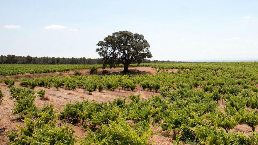 Encinas centenarias emergen entre los viñedos de la finca.