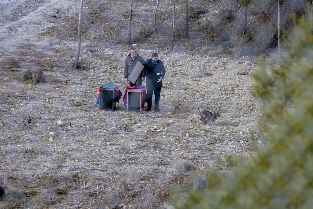 Las imágenes de la llegada de tres ejemplares de lince ibérico a las montañas de Lorca