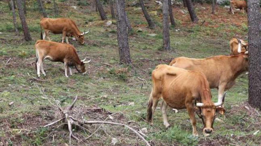 Las vacas cachenas son una especie con una carne muy bien valorada.  // Muñiz