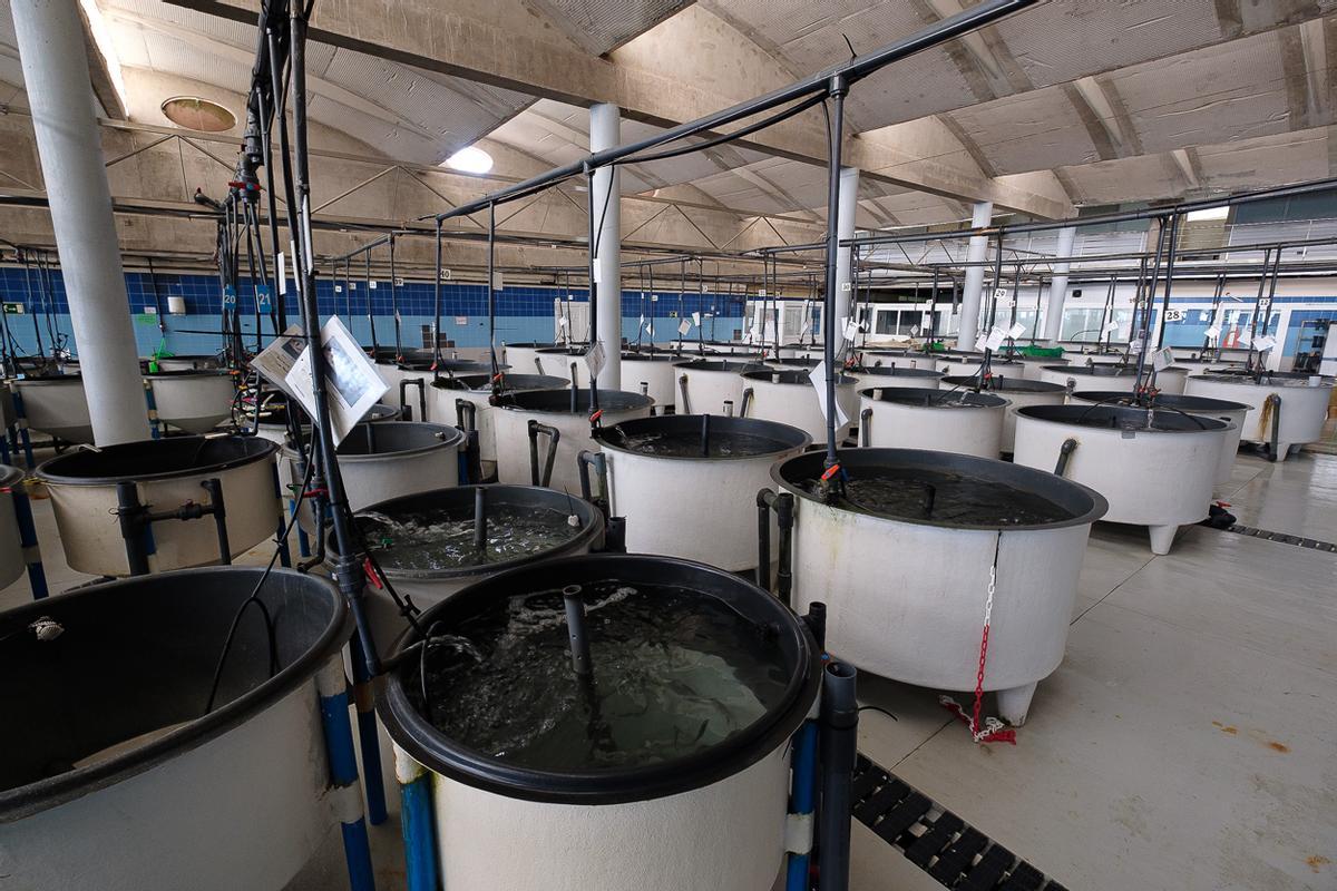 ECOAQUA lleva a Vigo sus últimos avances en acuicultura sostenible, nutrición y bienestar animal