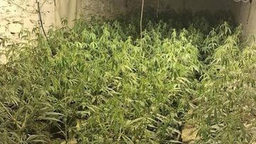 Una plantació de marihuana amagada en un magatzem d'una granja a Fogars de Montclús