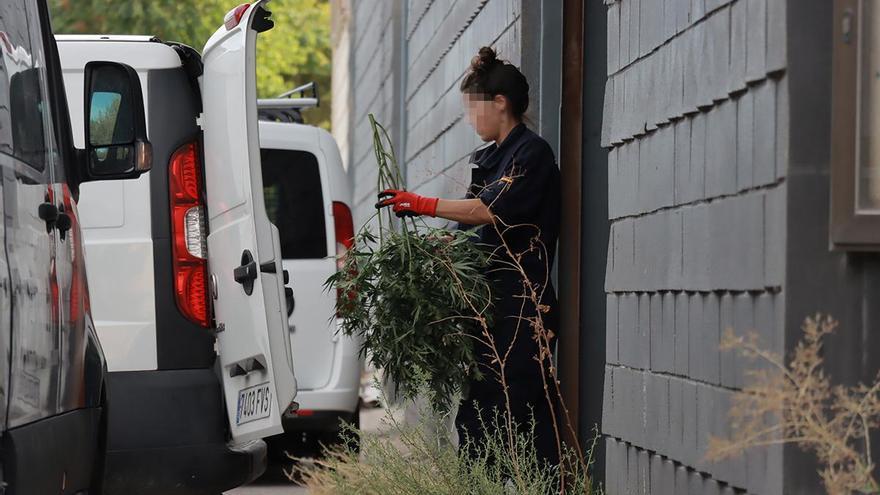 Desmantelan una macroplantación de marihuana en una nave de Castelló