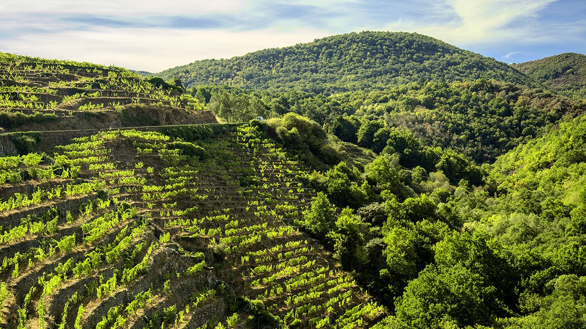 Viñedos en pendiente sobre el valle del Sil, ejemplo de la viticultura heroica que caracteriza a la Ribeira Sacra
