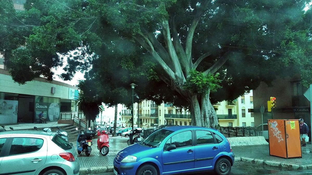 El ficus del comienzo del Paseo de Sancha, desde un autobús, con los evidentes ‘brotes verdes’.