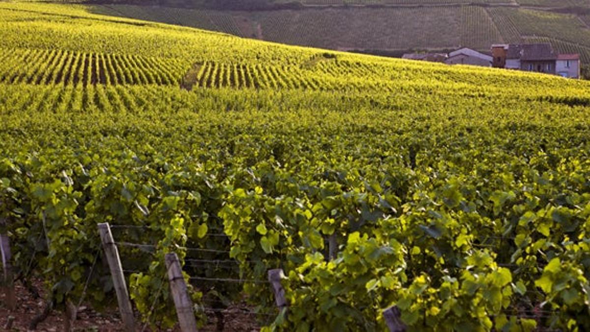 Borgoña y Burdeos, ruta por las grandes bodegas de Francia