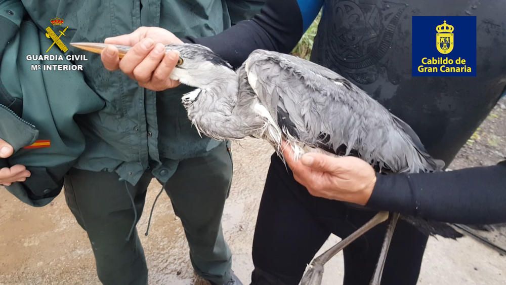 Rescate de una garza real