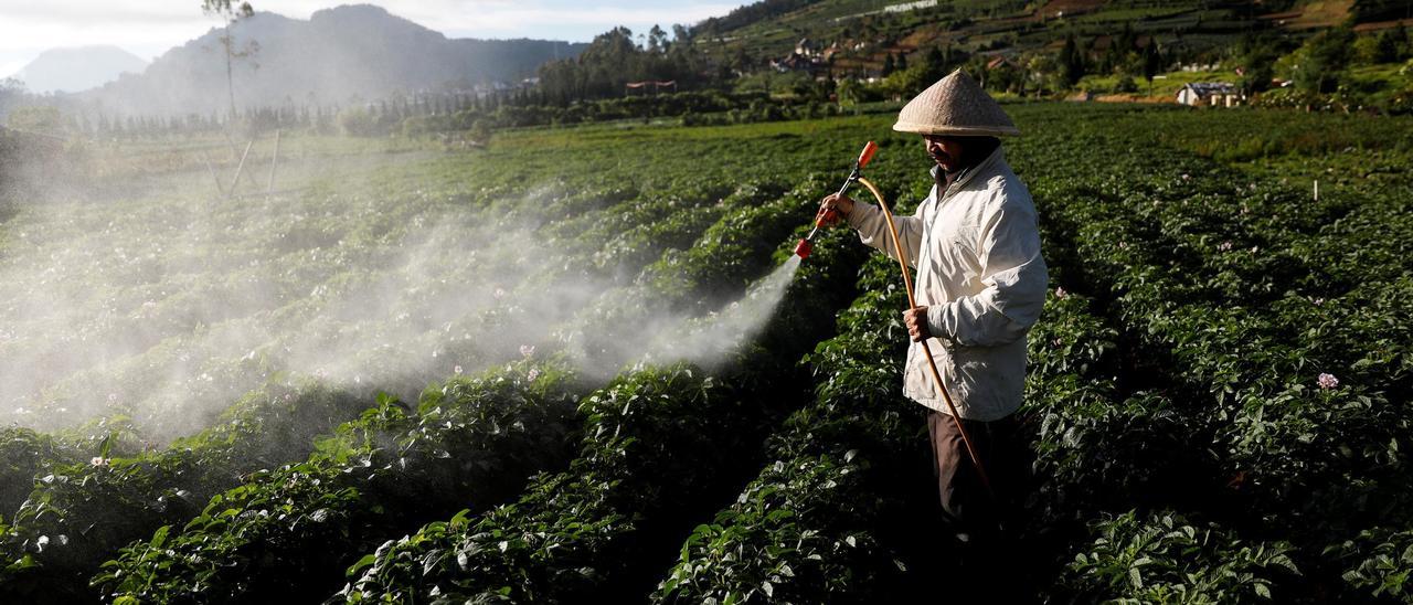 A local farmer sprays pesticide on a potato farm at Dieng mountain area in Banjarnegara