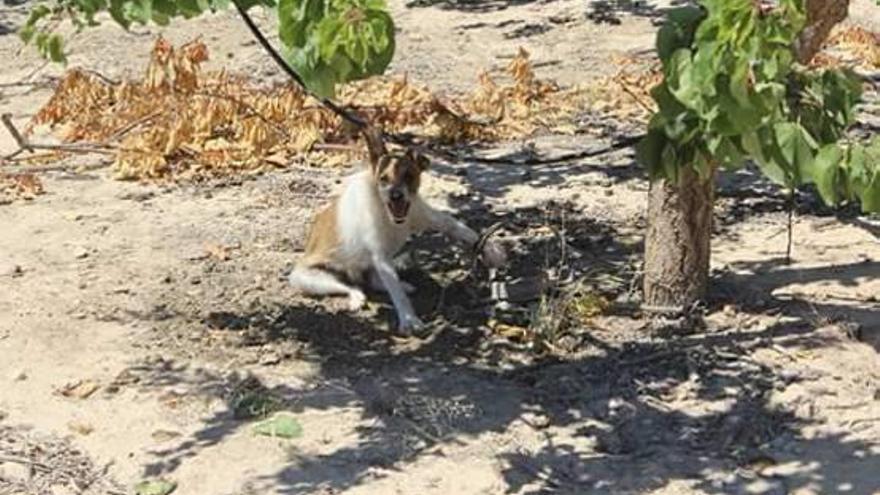 El perro atrapado por uno de los cepos intervenidos por la Guardia Civil.