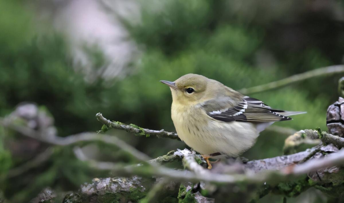 Una reinita estriada con plumaje otoñal en el sureste de la isla Farallón, California.