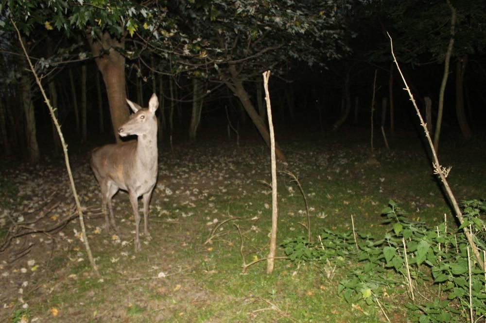 Animales desorientados en el Parque de la Vida de Valdés
