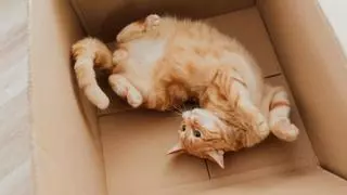 ¿Por qué a los gatos les encantan las cajas de cartón?