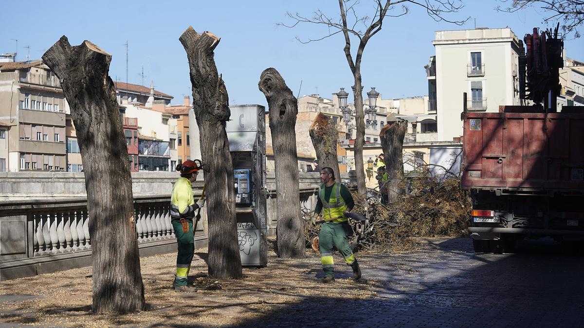 Talen cinc arbres a prop del pont de Pedra de Girona que podien caure